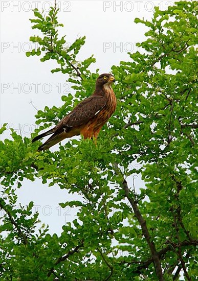 Grasshopper buzzard