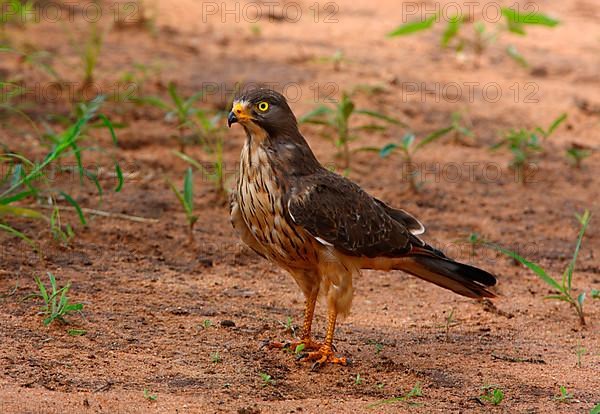 Grasshopper buzzard