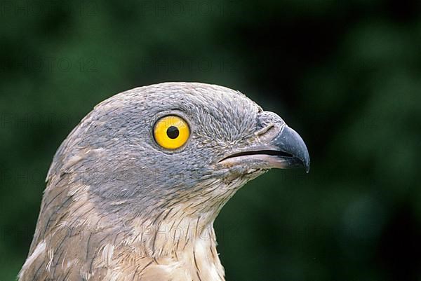 European honey buzzards