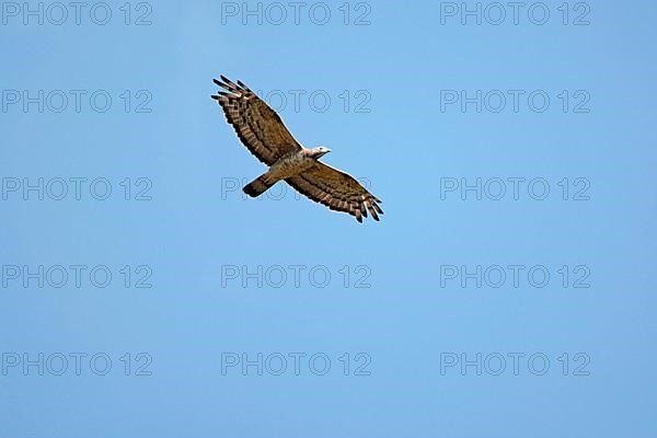 Eastern Honey Buzzard