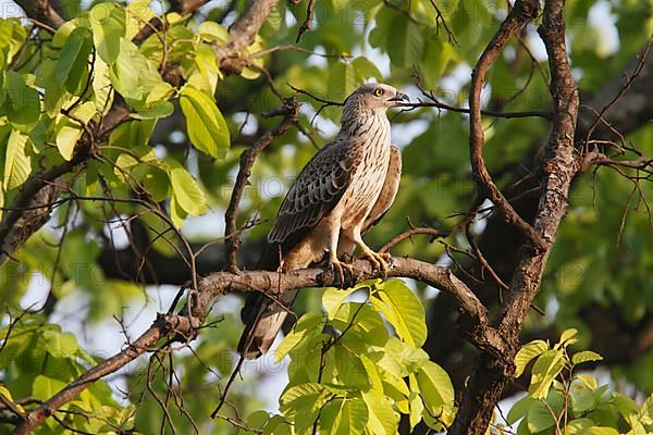 Eastern Honey Buzzard