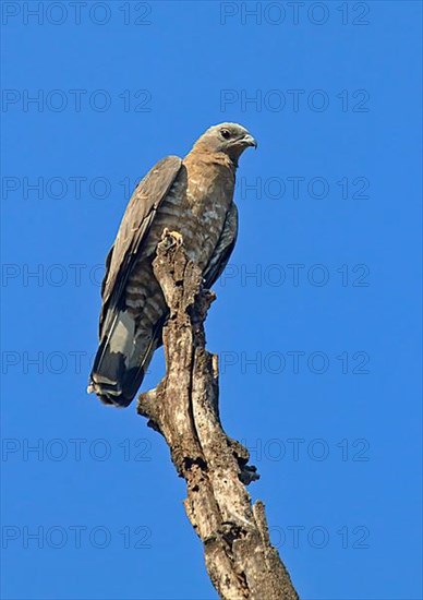 Eastern Honey Buzzard