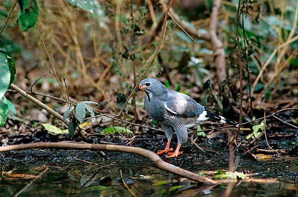 Lizard buzzard