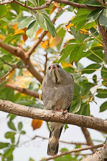 Lizard buzzard