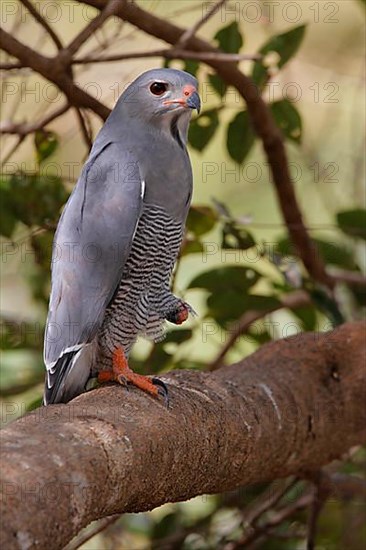 Lizard buzzard