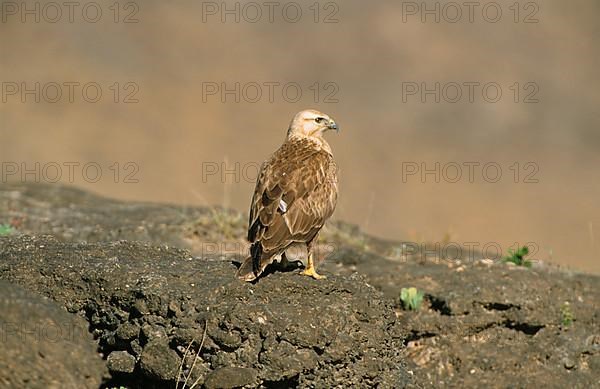 Long-legged Buzzard