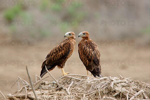 Long-legged long-legged buzzard