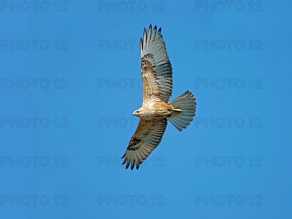 Long-legged long-legged buzzard