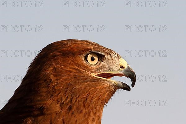 Long-legged long-legged buzzard