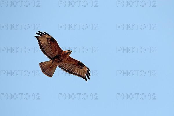 Long-legged long-legged buzzard