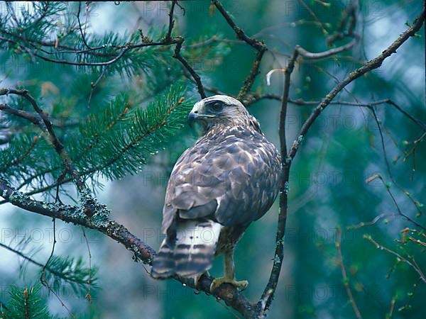 Rough-legged buzzard