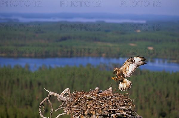 Rough-legged buzzard