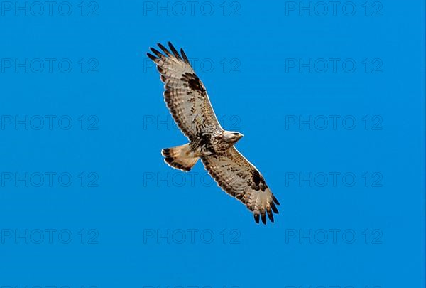 Rough-legged Buzzard