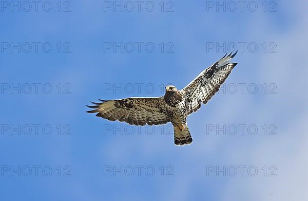 Rough-legged buzzard