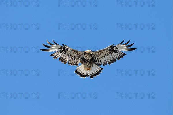 Rough-legged Buzzard