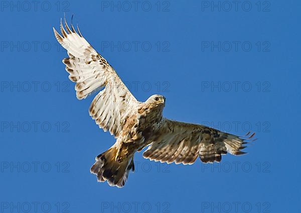 Rough-legged buzzard