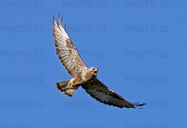 Rough-legged buzzard