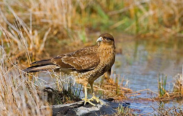 Chimango Caracara