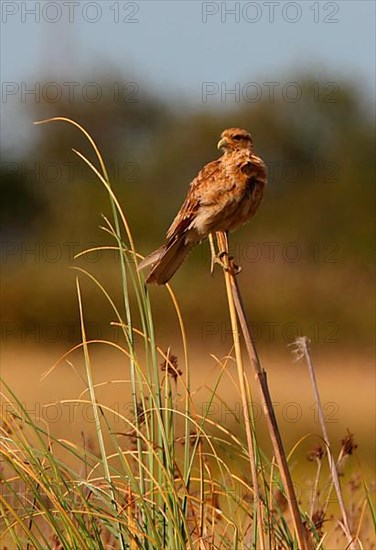 Chimango Caracara