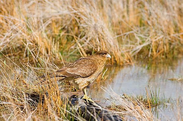 Chimango caracara