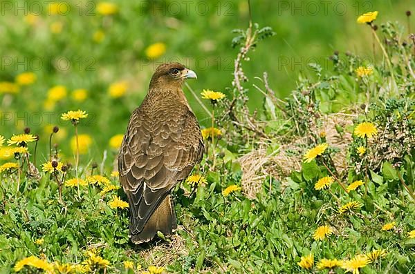 Chimango chimango caracara