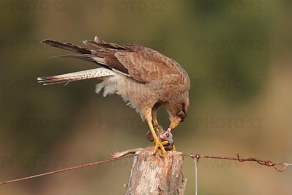 Chimango Caracara