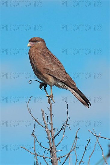 Chimango Caracara