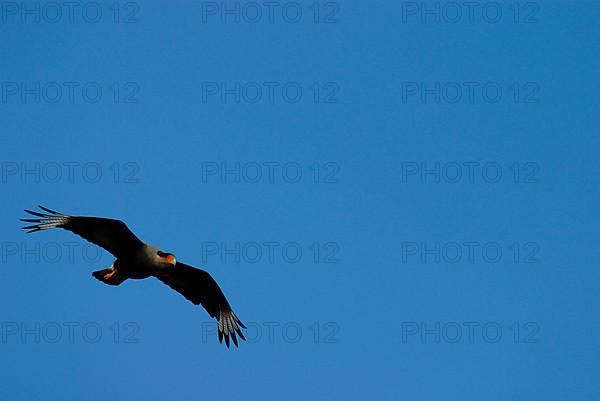 Southern crested caracara