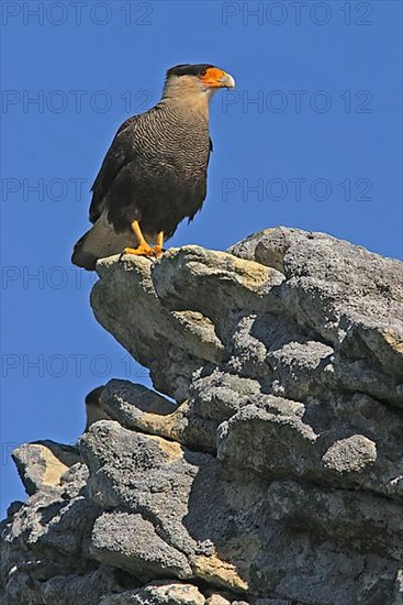 Adult southern crested caracara