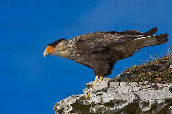 Southern Crested southern crested caracara