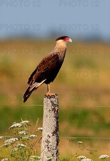 Southern Crested southern crested caracara