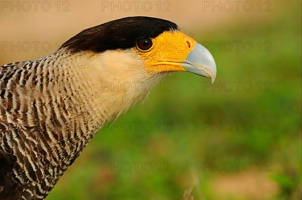 Southern Crested southern crested caracara