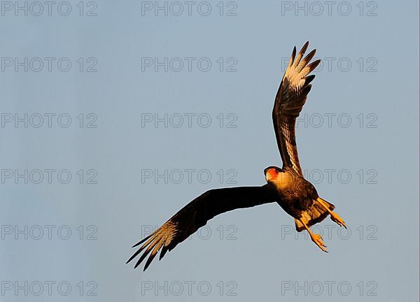 Southern Crested southern crested caracara