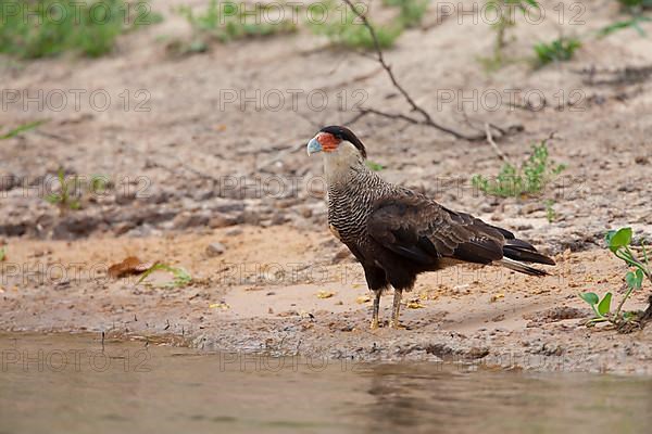 Southern Crested southern crested caracara