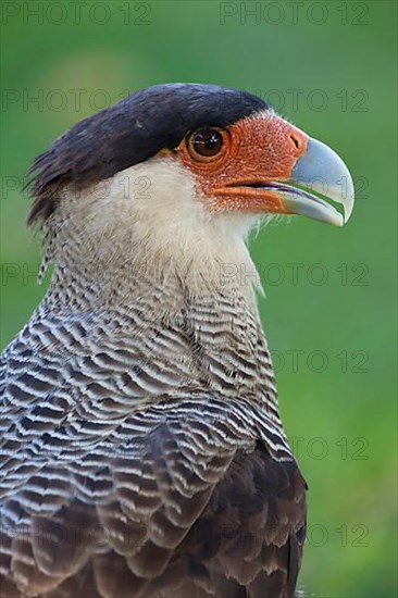 Southern southern crested caracara