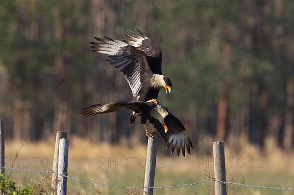 Northern Crested northern crested caracara