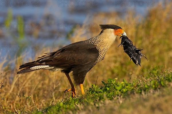 Northern northern crested caracara