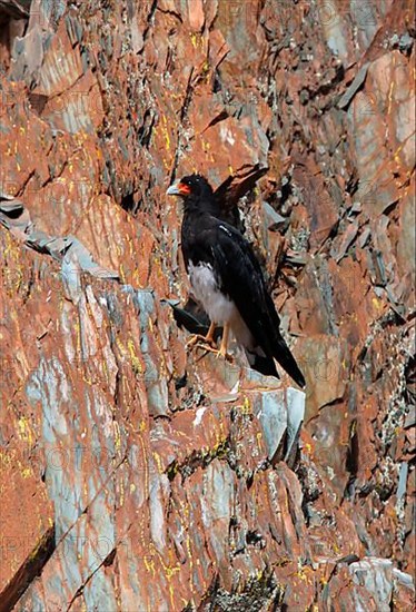 Mountain caracara