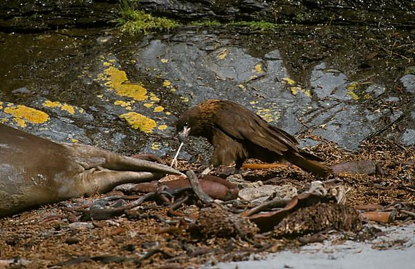 Striped striated caracara