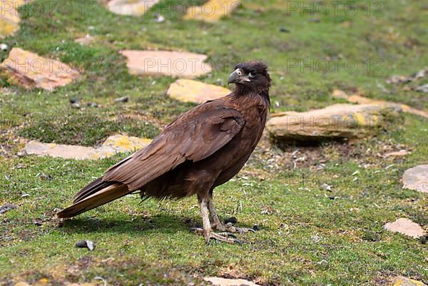 Striped striated caracara