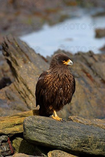 Striped striated caracara