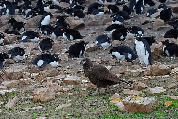 Striped striated caracara