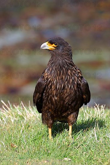 Striped striated caracara