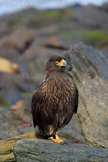 Falkland's Caracara