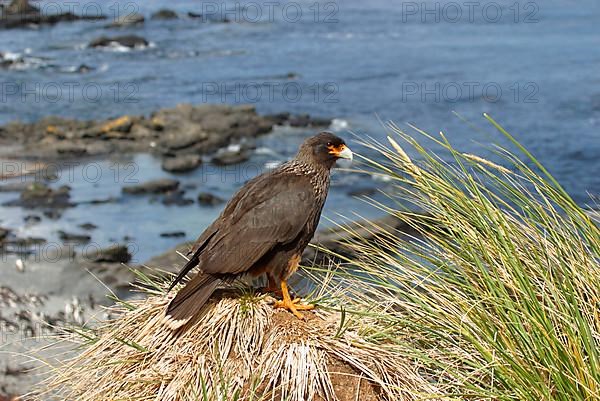 Striped striated caracara