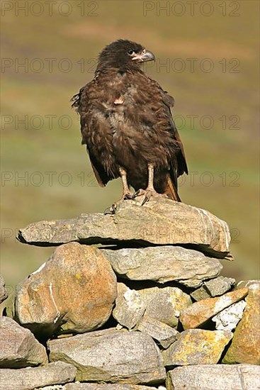 Falkland's Caracara