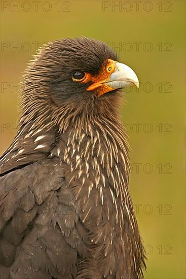 Falkland's Caracara