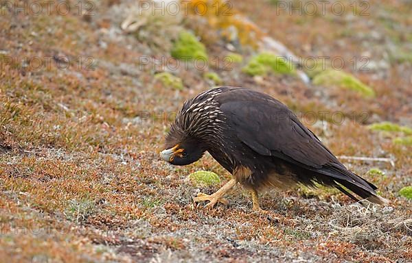 Striped striated caracara