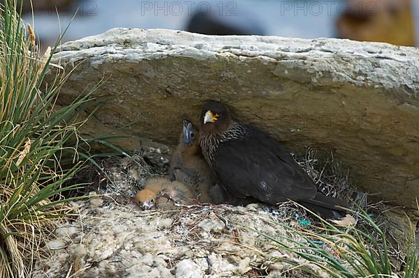 Falkland's Caracara