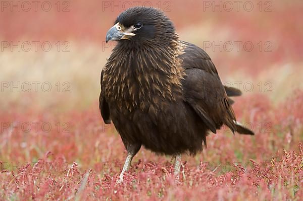 Striped striated caracara